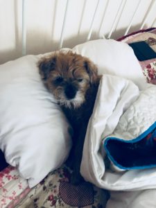 Border terrier snuggled under a quilt to illustrate keeping dog with kennel cough home and comfortable