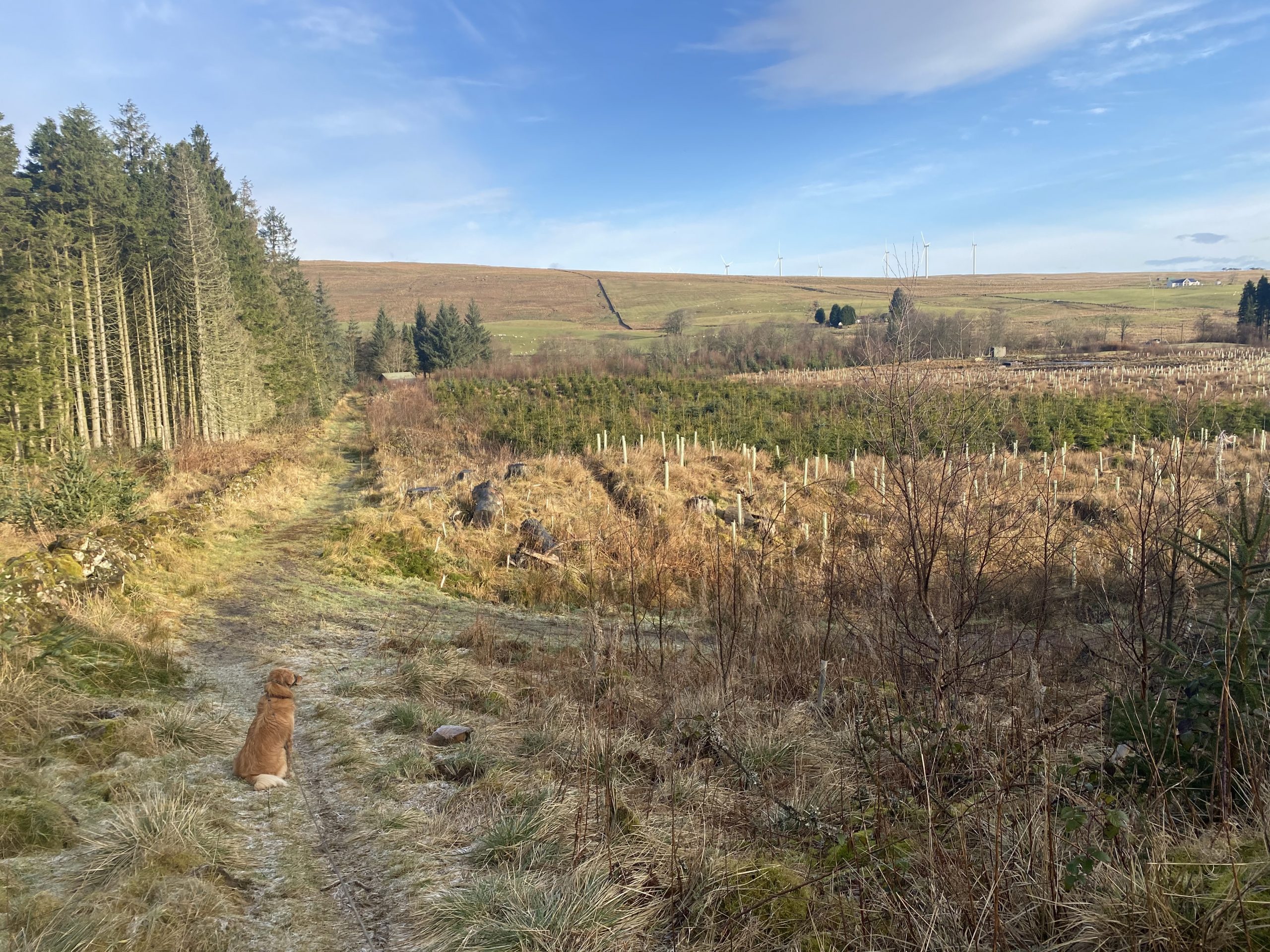 Read more about the article Carron Valley and Tomtain Hill Cani-Hike