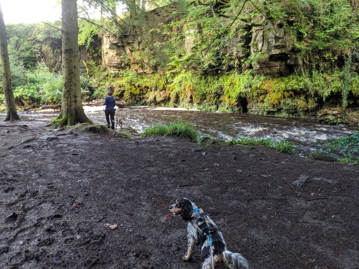 Read more about the article Calderglen Waterfall Hike Cani-Tour