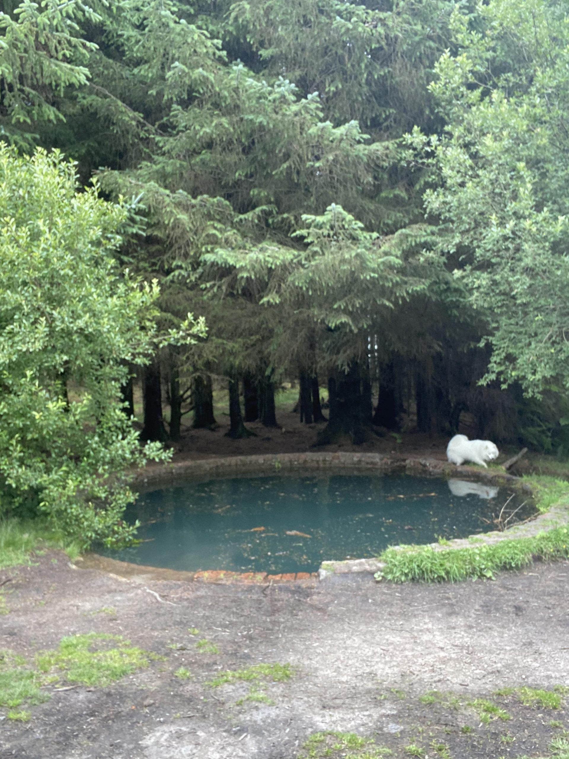 Read more about the article Cani-Tour Torwood Castle and Blue Pool – Canicross
