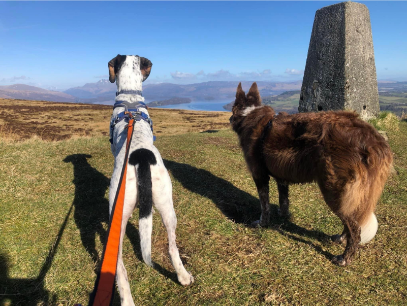 Read more about the article Cani-Tour – Carman Hill Fort and Bromley Muir Trig Point